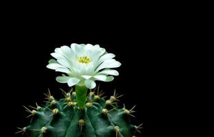 Blumen blühen. Kaktus, weiße und weiche grüne Gymnocalycium-Blume, die auf einer langen, gewölbten, stacheligen Pflanze blüht, die einen schwarzen Hintergrund umgibt und von oben leuchtet. foto