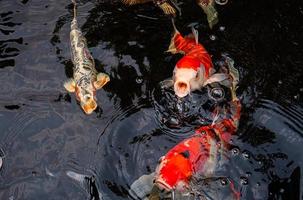 ausgefallene Koi-Fische oder ausgefallene Karpfen, die in einem schwarzen Teichfischteich schwimmen. beliebte Haustiere zur Entspannung und Feng-Shui-Bedeutung. Der Fisch sprang auf und öffnete sein Maul über dem Wasser. auf Essen warten foto