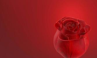 rote Rose ohne Stiele und Blätter auf rotem Hintergrund. 3D-Rendering. foto