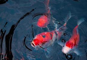 japanische koi-fische oder ausgefallene karpfen, die in einem schwarzen teichfischteich schwimmen. beliebte Haustiere zur Entspannung und Feng-Shui-Bedeutung. beliebte Haustiere bei Menschen. Asiaten lieben es, es für Glück zu erziehen. foto