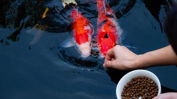 Füttern Sie die Koi oder Mist mit Ihren bloßen Händen. dem Bauern gezähmter Fisch. ein Koi-Fischteich im Freien für Schönheit und Entspannung. foto