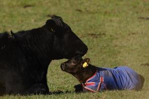 Kuh und Kalb Ballynoe Steinkreis Nordirland Vereinigtes Königreich foto