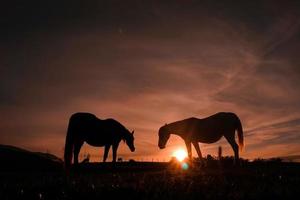 Pferdesilhouette auf der Wiese mit einem wunderschönen Sonnenuntergang