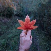 rotes ahornblatt in der herbstsaison, herbstlaub foto