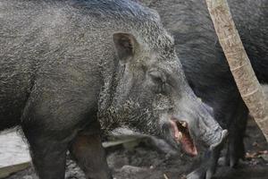 Nahaufnahme von Wildschweinen in der Tierwelt. foto