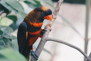 Dusky Lories oder Banded Lories oder Nuri Kelam mit orangefarbenen und schwarzen Federn foto