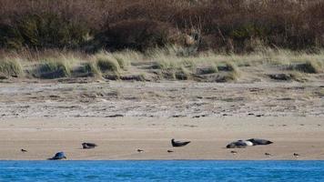 Kegelrobbe Halichoerus Grypus Marlough Beach Nordirland Vereinigtes Königreich foto