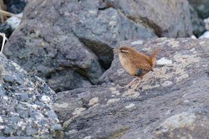 Eurasischer Zaunkönig Troglodytes Troglodytes Pormuck Hafen Nordirland Vereinigtes Königreich foto