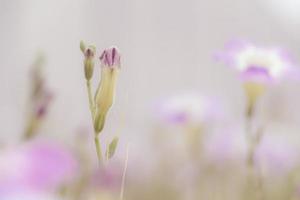 Nahaufnahme von schönen Blumen, die im Garten blühen, verträumtes Konzept foto