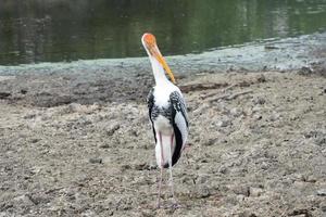 Buntstorch, Mycteria leucocephala, suchen am Ufer nach Nahrung. foto