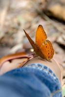 Schmetterling am Bein im Garten foto