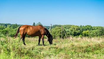 schöner wilder brauner pferdehengst auf sommerblumenwiese foto