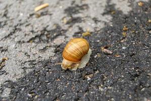 große Gartenschnecke im Schneckenhaus kriecht auf nasser Fahrbahn foto