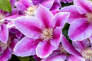 Regentropfen auf einer rosa Clematis, die in einem englischen Garten blüht foto