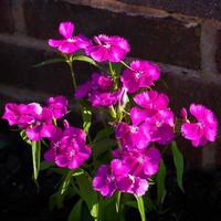 Sweet William blüht in der frühen Morgensonne an einer Mauer foto