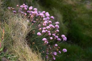 Meeresnelken blühen im Frühling am Pendennis Point in der Nähe von Falmouth in Cornwall foto