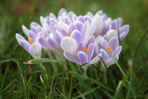 Krokusse blühen in East Grinstead foto