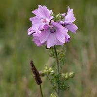 wilde Stockrosenblumen. eine rosafarbene Pflanze aus der Familie der Malvengewächse Malvaceae, die im Sommer blüht. foto