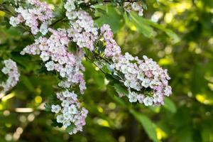 Weißdornblüte erwacht in der warmen Frühlingssonne zum Leben foto