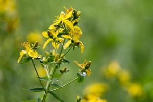 ungezähntes Johanniskraut, das im Sommer blüht foto