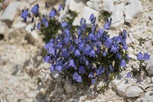 Glockenblume wächst wild in den Dolomiten foto