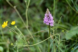 Heidefleckige Orchidee, die im Frühling blüht foto