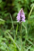 Heidefleckige Orchidee, die im Frühling blüht foto