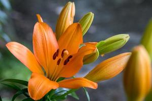 Nahaufnahme von orangefarbenen Tigerlilien, die in einem Garten in Wales blühen foto