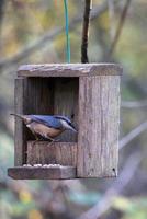 Kleiber auf der Suche nach Samen aus einer hölzernen Vogelkiste foto