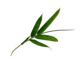 Bambusblätter isoliert auf weißem Hintergrund foto