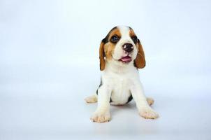 Entzückender dreifarbiger Beagle auf weißem Bildschirm. Beagles werden in einer Reihe von Forschungsverfahren eingesetzt. Das allgemeine Erscheinungsbild des Beagle ähnelt einem Miniatur-Fuchshund. Beagles haben ausgezeichnete Nasen. foto