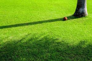 Schatten des Baums auf grünem Rasen foto