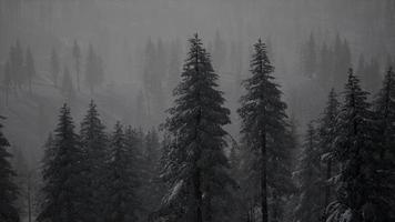 nebliger nebel im kiefernwald an berghängen foto