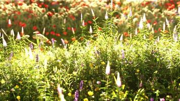 Feld mit Blumen während des Sommersonnenuntergangs foto