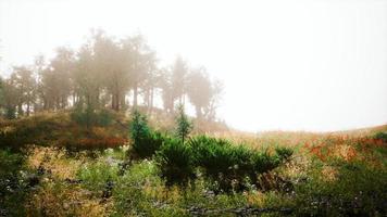 schöne panoramische landschaft des pyrenäentals foto