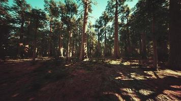 riesige Sequoia-Bäume, die im Sequoia-Nationalpark über dem Boden aufragen foto