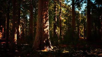 riesige Sequoia-Bäume, die im Sequoia-Nationalpark über dem Boden aufragen foto