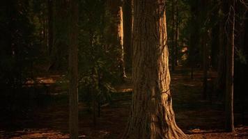 Maßstab der Riesenmammutbäume des Sequoia-Nationalparks foto