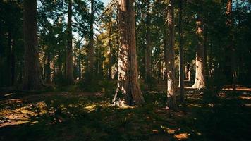 Riesenmammutbäume oder Sierra Redwood, die im Wald wachsen foto