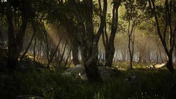 gruseliger mystischer magischer tiefer Wald foto