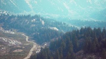 luftaufnahme von sommergrünen bäumen im wald in den schweizer alpen foto