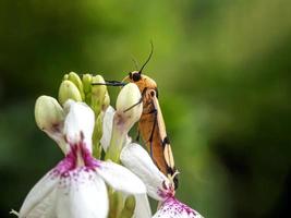 Makroinsekten, Schnecken auf Blumen, Fingerpilze, Orchideen, Blätter, mit natürlichem Hintergrund foto