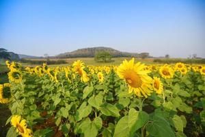 sonnenblumenfeld mit pflanzen sonnenblumenpflanze baum auf dem natürlichen blauen himmel im garten, sonnenblume in der ländlichen bauernhoflandschaft foto