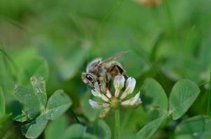 Biene auf einer Kleeblume foto