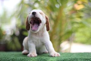 Entzückender dreifarbiger Beagle auf weißem Bildschirm. Beagles werden in einer Reihe von Forschungsverfahren eingesetzt. Das allgemeine Erscheinungsbild des Beagle ähnelt einem Miniatur-Fuchshund. Beagles haben ausgezeichnete Nasen. foto