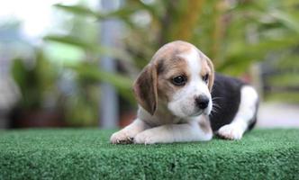 Entzückender dreifarbiger Beagle auf weißem Bildschirm. Beagles werden in einer Reihe von Forschungsverfahren eingesetzt. Das allgemeine Erscheinungsbild des Beagle ähnelt einem Miniatur-Fuchshund. Beagles haben ausgezeichnete Nasen. foto