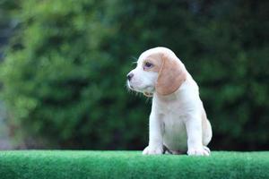 Entzückender dreifarbiger Beagle auf weißem Bildschirm. Beagles werden in einer Reihe von Forschungsverfahren eingesetzt. Das allgemeine Erscheinungsbild des Beagle ähnelt einem Miniatur-Fuchshund. Beagles haben ausgezeichnete Nasen. foto