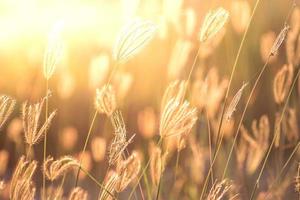 weicher fokus der schönen tropischen grasblume in der natur foto