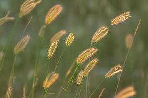 weicher fokus der schönen tropischen grasblume in der natur foto