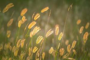 weicher fokus der schönen tropischen grasblume in der natur foto